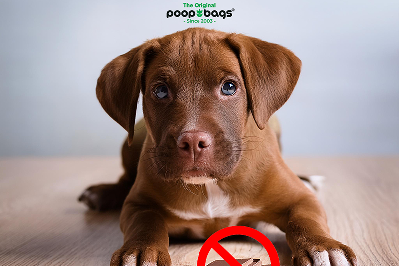 Why Is Chocolate Dangerous for Dogs Understanding Chocolate Allergies