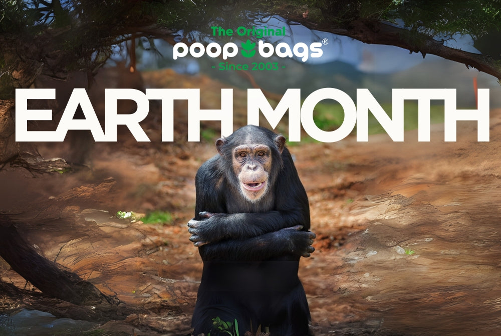 Celebrating Earth Month: Our Ongoing Mission to Give Chimps a Second Chance