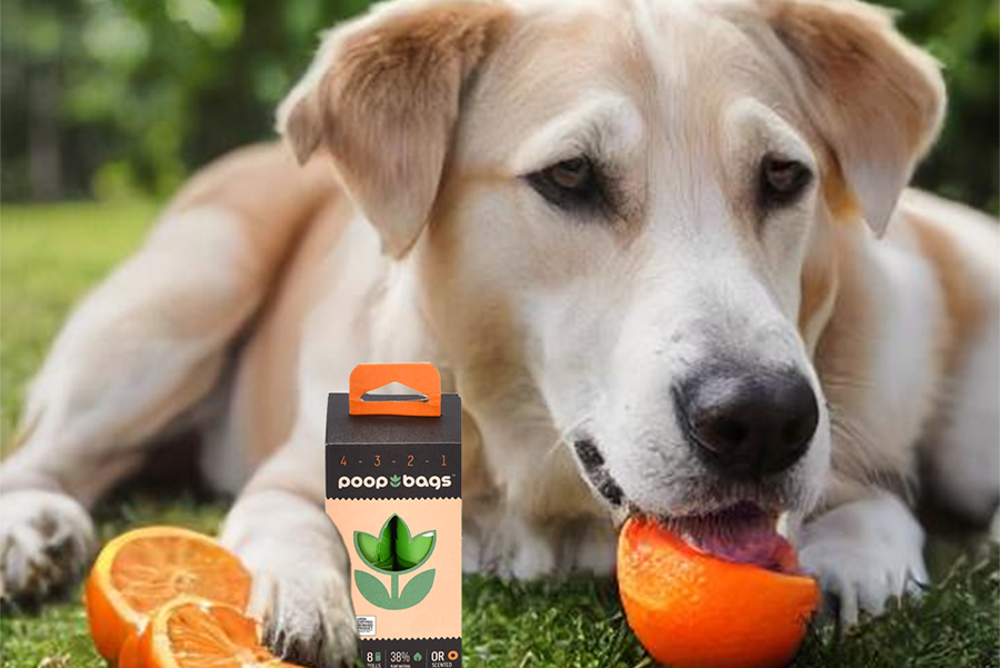Can you feed dogs oranges clearance