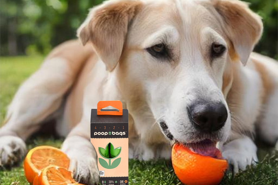 Can Dogs Eat Oranges? A Comprehensive Guide for Pet Owners