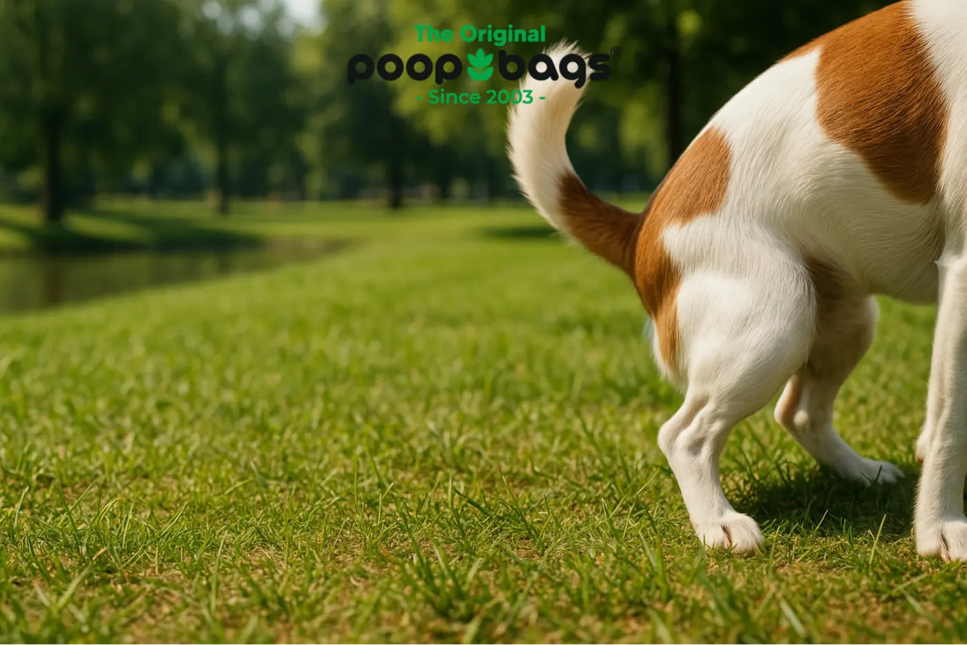 Dog Waste: The Surprising Threat to Our Waterways