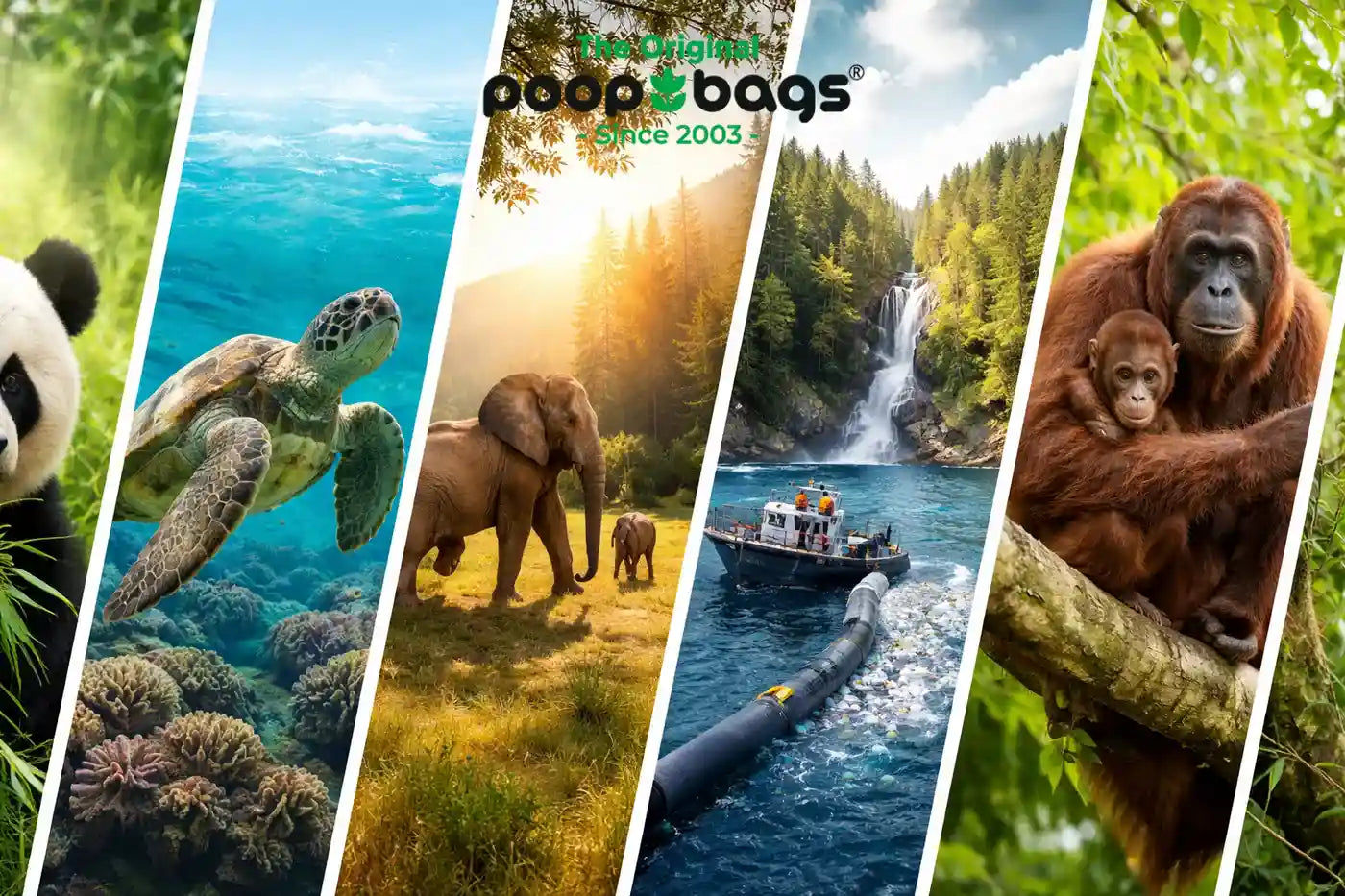 Good News for the Planet: Real Environmental Progress as We Head Into 2026