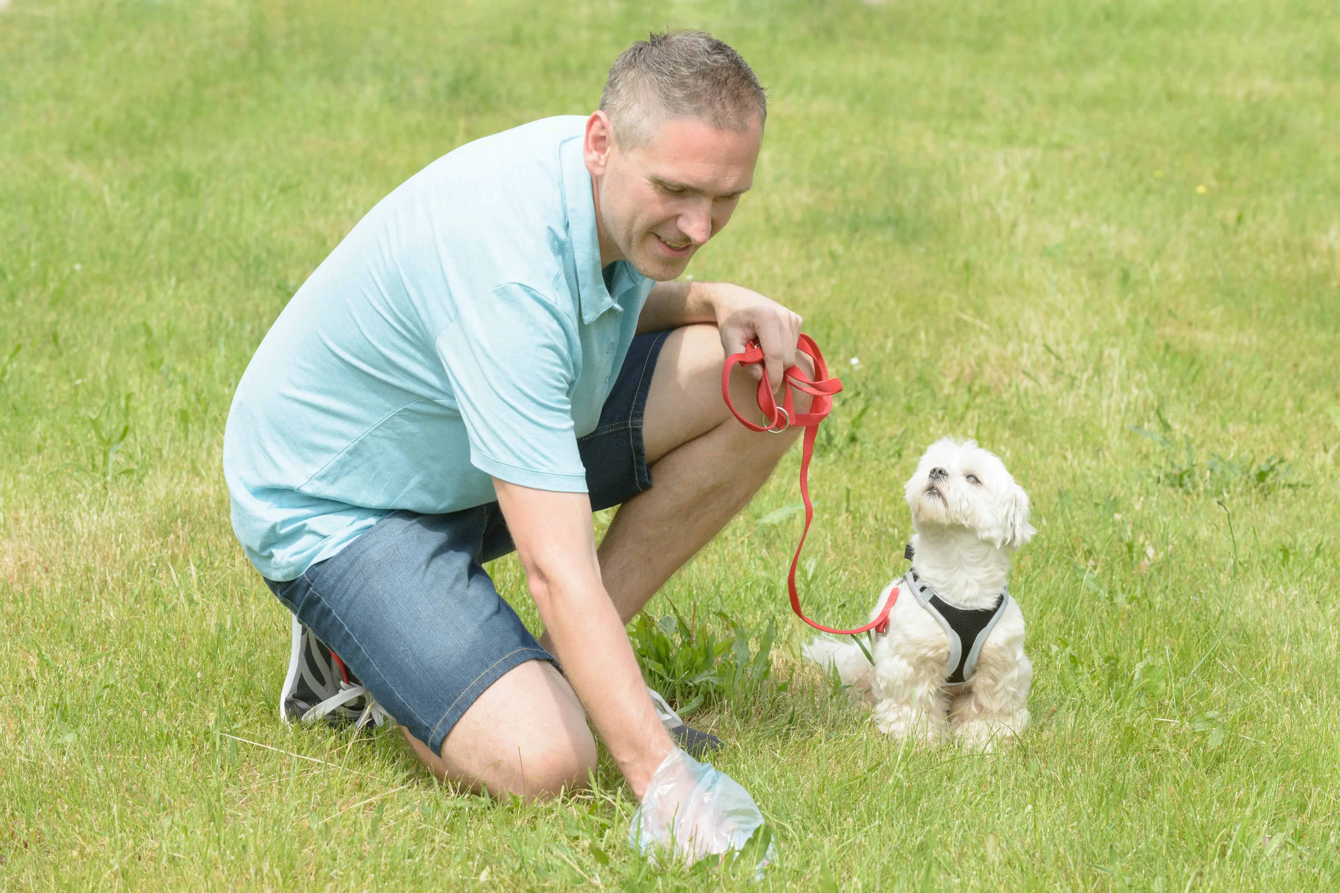 Dog walking essentials in use as a man kneels on grass using a poop bag to clean up after a small white Maltese on a red leash in a sunny park