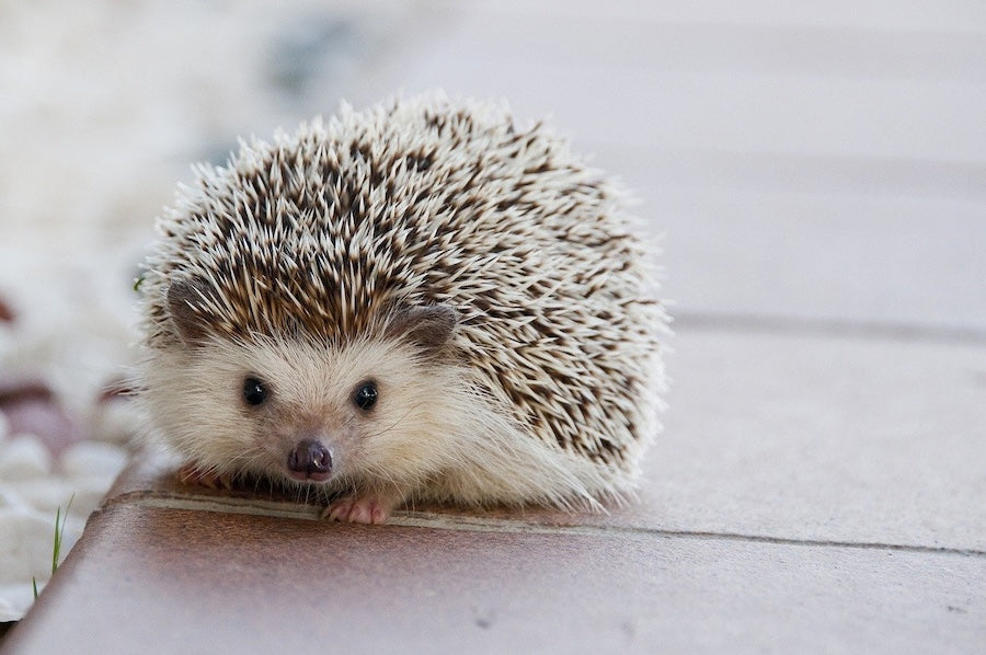 How to clean a hedgehog cage