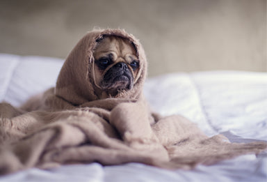 My Dog Ate Marijuana: What Should I Do?