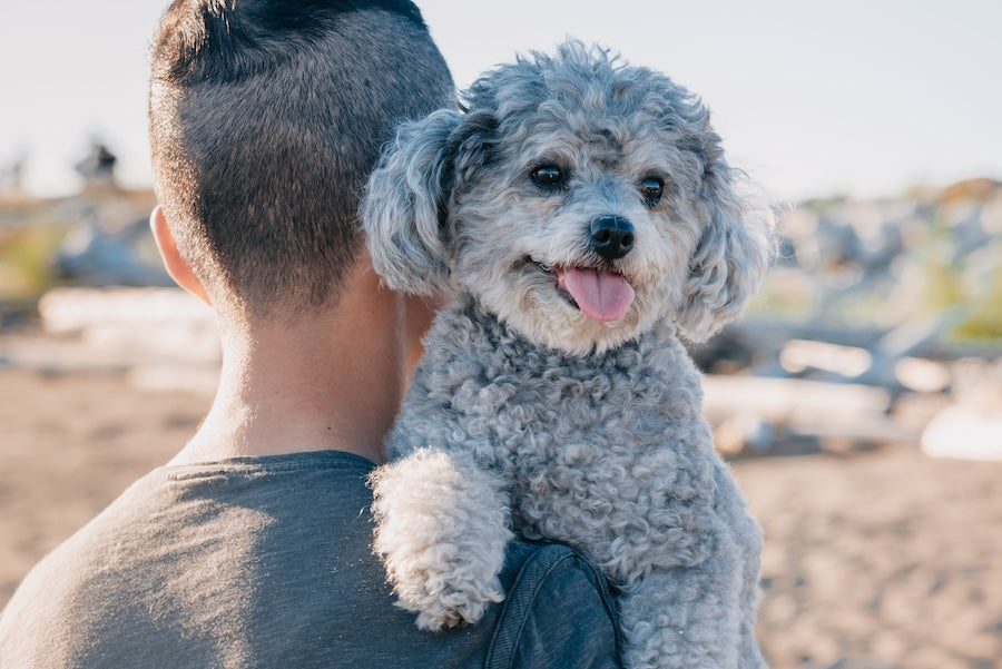 Amazing Mix Breed Poodles that You Might Find Fascinating!