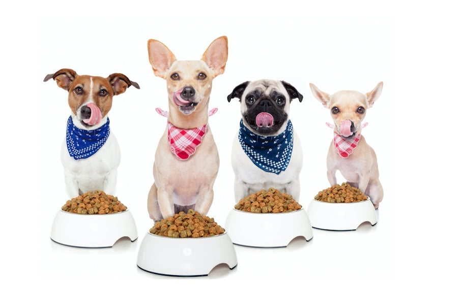 Dog Food for Dogs with Allergies
