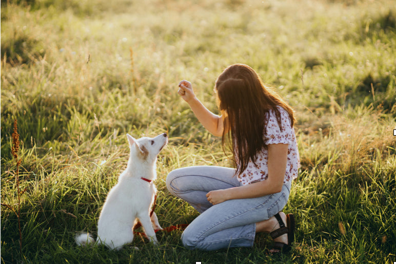 7 Mistakes to Avoid with Your New Puppy