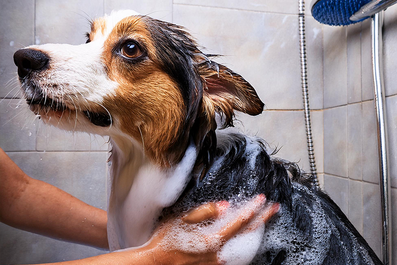 bath-time-for-dogs-tips-for-a-stress-free-experience