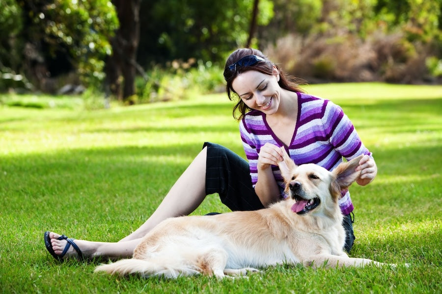 How To Clean Your Dog's Ear Safely?