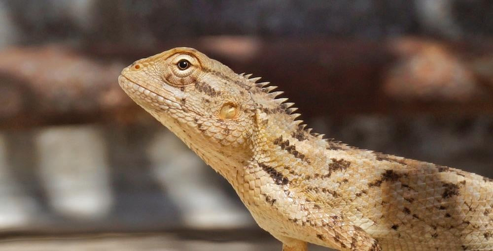 3 Lizards Which Make Great Friends For Dogs