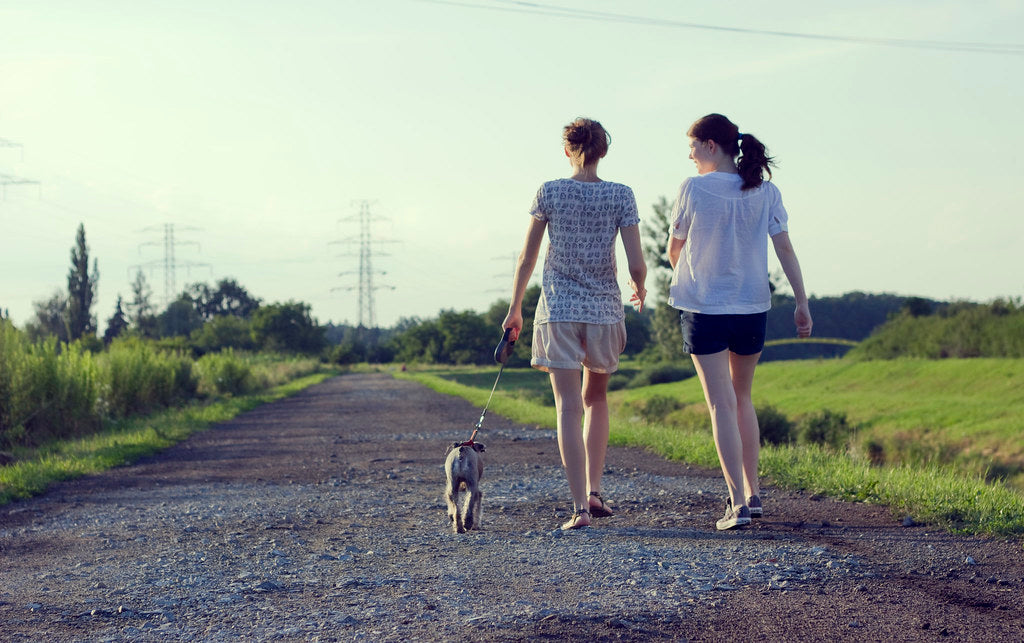 How to Stop Dog Aggression Towards Other Dogs