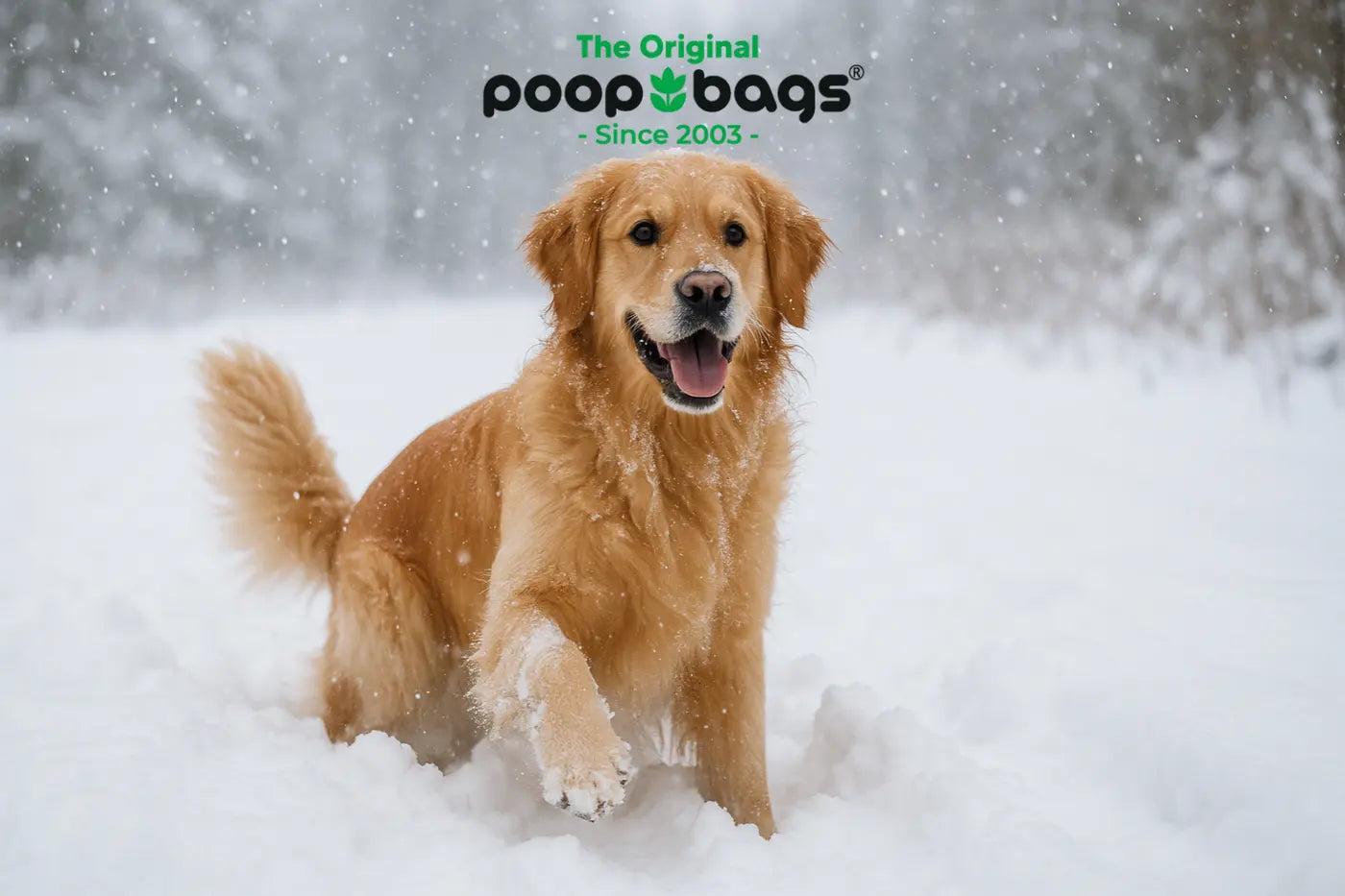 Dogs and Snow: Why They Love It — And How to Keep Them Safe This Winter
