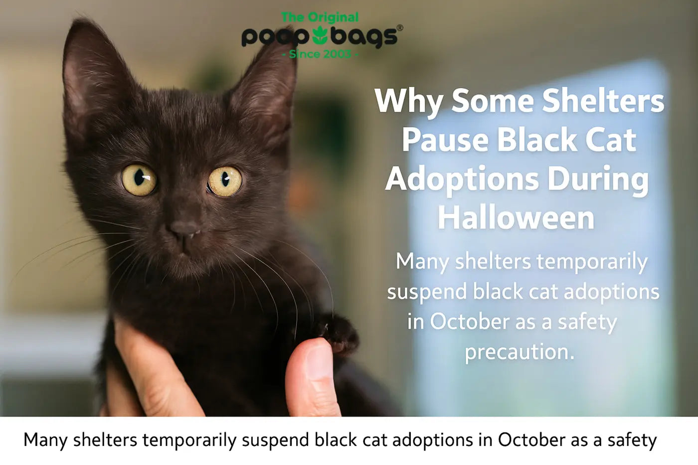 Why Some Shelters Pause Black Cat Adoptions During Halloween
