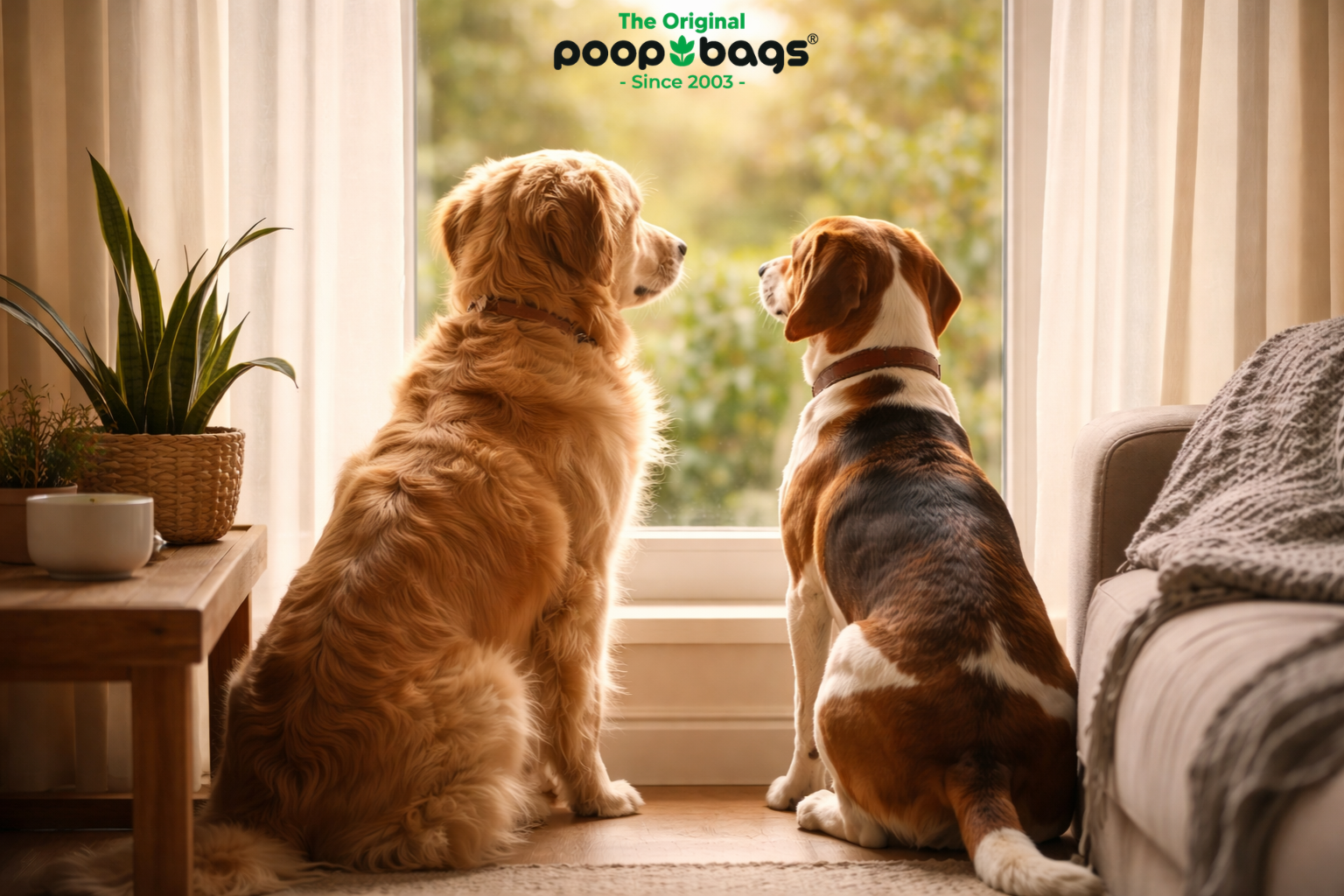 Do Dogs Have a Concept of Time? What Science Says