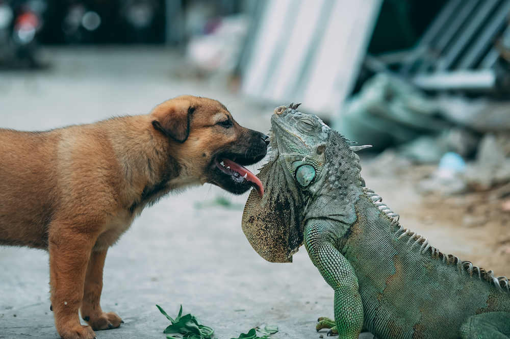 My Dog Ate a Lizard. What Should I Do?