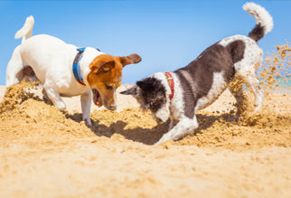 3 Reasons Why Dogs Bury Their Poop