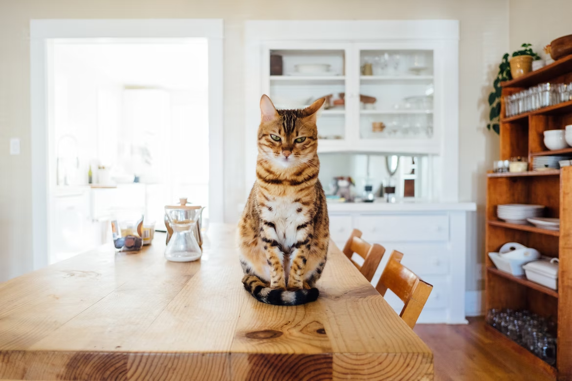 4 Tips to Help Your Gagging Cat: How to Help Your Furry Friends