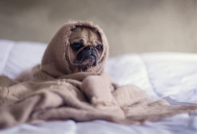 My Dog Ate Marijuana: What Should I Do?