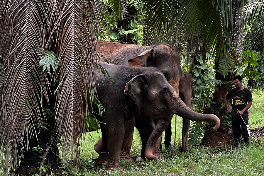 From Chains to Freedom: The Inspiring Journey of Peanut the Elephant