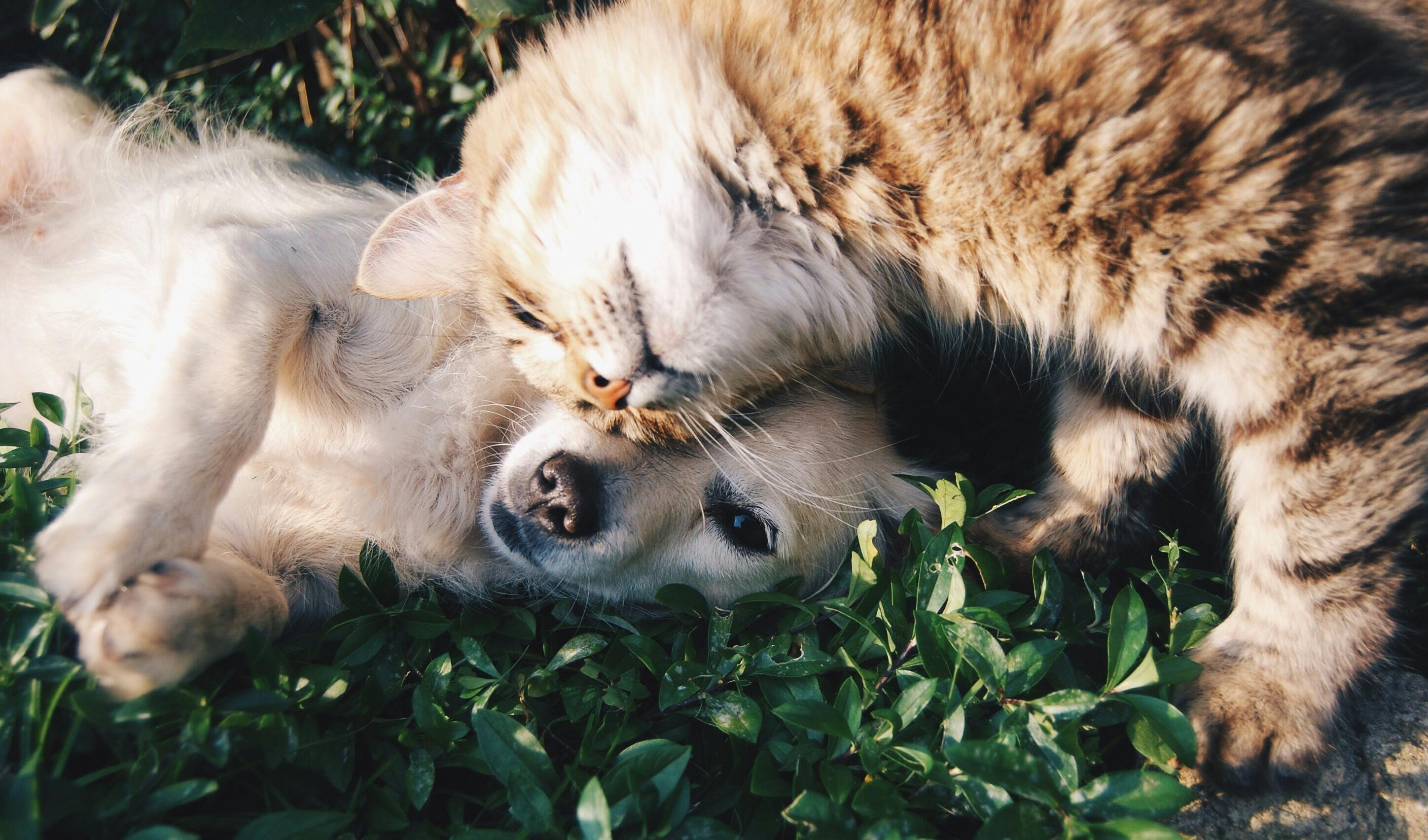 Do Cats and Dogs Really Hate Each Other? Tips to Make Your Pets Get Along