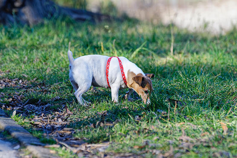 Is Your Dog Constipated? This Is Why and How to Treat It