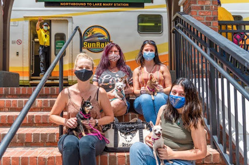 Group of women wearing face masks sitting on brick steps with small dogs in carriers, train stopped behind them