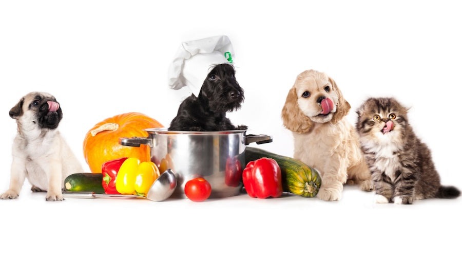 Best Dog Foods For Pups With Sensitive Stomachs