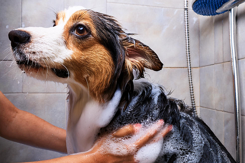 Bath Time for Dogs: Tips for a Stress-Free Experience